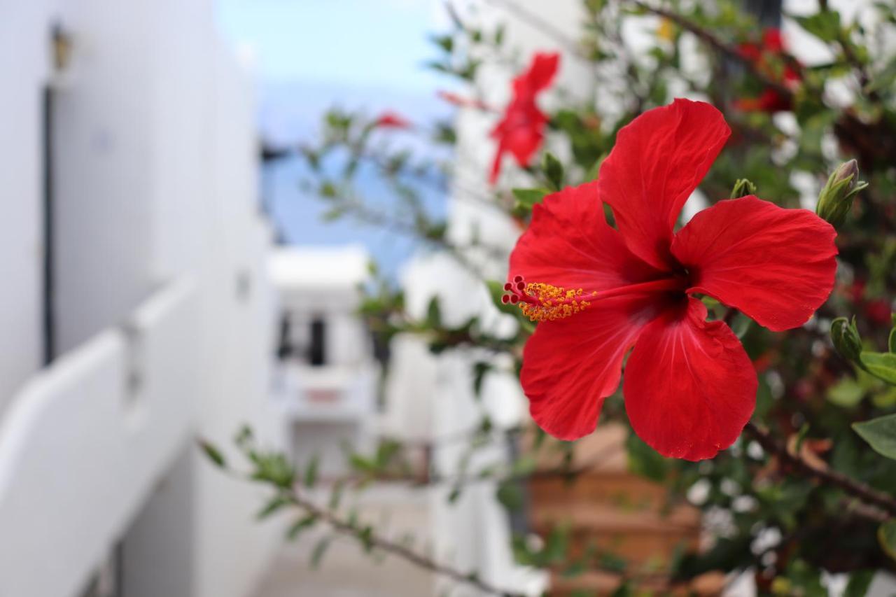 Casa Lina Sardina Daire Gáldar Dış mekan fotoğraf